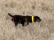 Pioneer Impressive Tally