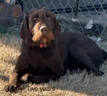 Pioneer Impressive Tally