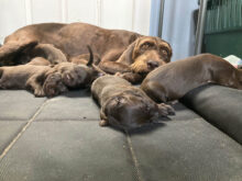 Clover Breeze Pudelpointers – Puppies Available!!!