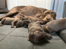 Clover Breeze Pudelpointers – Puppies Available!!!