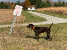 Oxbow's II Arsenal - "Sonnet"