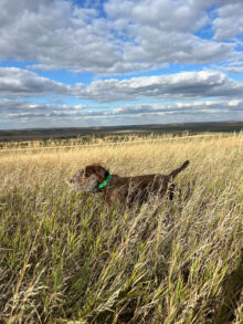 Oxbow's II Arsenal - "Sonnet"