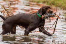 Oxbow's II Arsenal - "Sonnet"