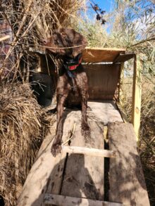 Oxbow Kennel – Puppies Coming Soon!