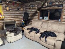 Packmaster dogs at camp