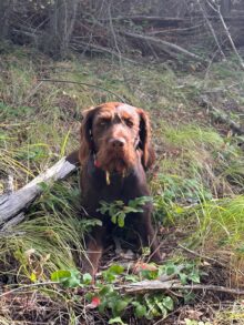 Cedarwoods Four O Six- Offered for Stud- UT 201 I