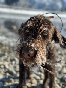 Cedarwoods Four O Six- Offered for Stud- UT 201 I