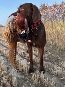 Cedarwoods Four O Six- Offered for Stud- UT 201 I