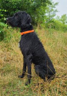 Pan American Invincible Scout- Offered for Stud- UT 201 I