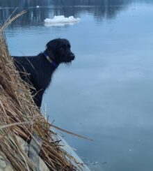 Pan American Invincible Scout- Offered for Stud- UT 201 I