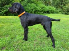 Pan American Invincible Scout- Offered for Stud- UT 201 I