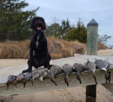 Pan American Invincible Scout- Offered for Stud- UT 201 I