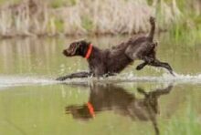 High Winds Pudelpointers