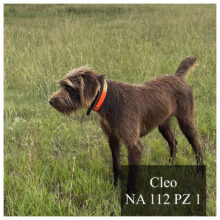 Cleo