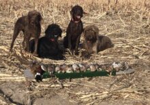 Rain, Elly, Zeke & Bear