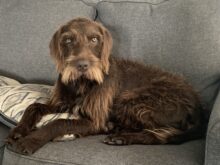 Rebel Point’s All American- Offered For Stud- UT 200 II