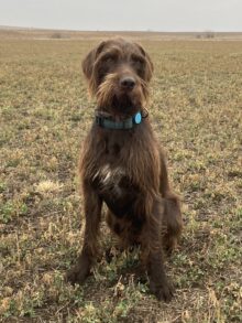 Rebel Point’s All American- Offered For Stud- UT 200 II