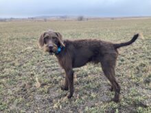 Rebel Point’s All American- Offered For Stud- UT 200 II