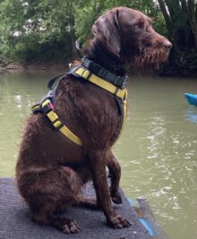 Rebel Point’s All American- Offered For Stud- UT 200 II