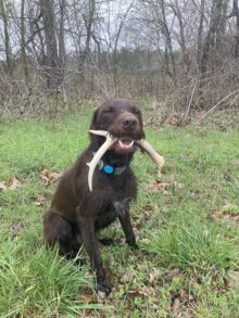 Rebel Point’s All American- Offered For Stud- UT 200 II