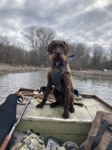 Rebel Point’s All American- Offered For Stud- UT 200 II