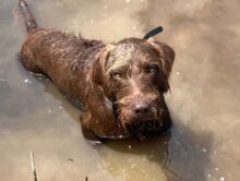 Rebel Point’s All American- Offered For Stud- UT 200 II