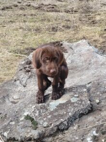 Brush Cruiser Gundogs