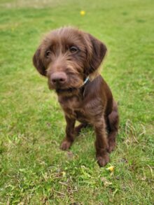 Brush Cruiser Gundogs