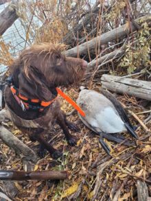 Brush Cruiser Gundogs