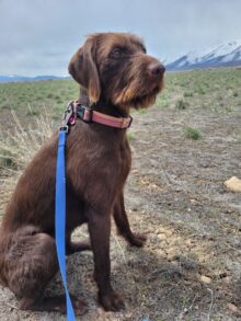 Brush Cruiser Gundogs