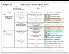 Brush Cruiser Gundogs