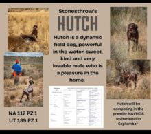 Brush Cruiser Gundogs