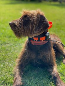 Brush Cruiser Gundogs