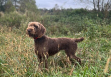 Safari South's Delta PP-007853