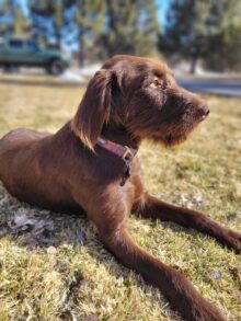 Brush Cruiser Gundogs