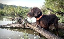 VC Falling Feather’s Coldest Outlaw “Tucker” – Offered for Stud – UT 204 I Invitational Pass VC Falling Feather’s Coldest Outlaw “Tucker” – Offered for Stud – UT 204 I Invitational Pass