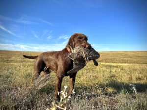 VC Falling Feather’s Coldest Outlaw “Tucker” – Offered for Stud – UT 204 I Invitational Pass VC Falling Feather’s Coldest Outlaw “Tucker” – Offered for Stud – UT 204 I Invitational Pass