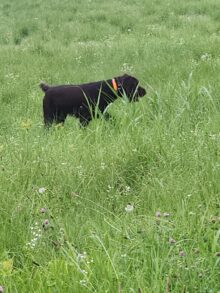 Safari Souths Memphis – Offered for Stud – UT 198 II