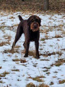 Safari Souths Memphis – Offered for Stud – UT 198 II