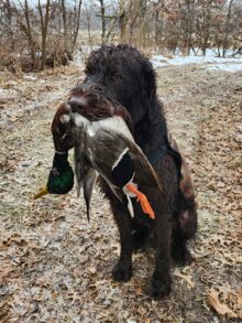 Safari Souths Memphis – Offered for Stud – UT 198 II