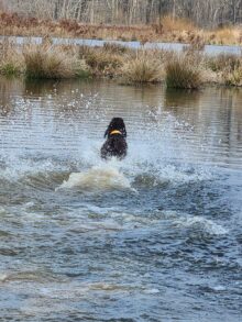 Safari Souths Memphis – Offered for Stud – UT 198 II