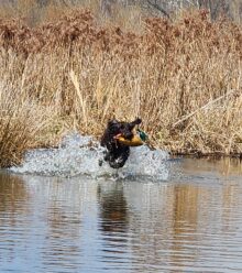 Safari Souths Memphis – Offered for Stud – UT 198 II