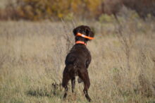 Canadian Gun Dogs- Puppies Available!!