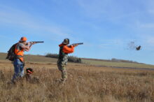 Canadian Gun Dogs- Puppies Available!!