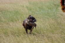 Canadian Gun Dogs- Puppies Available!!