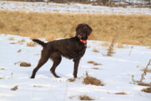 Canadian Gun Dogs- Puppies Available!!