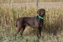 Harvesthills Paddy – Offered for Stud – UT 170 III