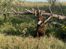 Harvesthills Paddy – Offered for Stud – UT 170 III