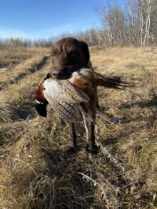 Harvesthills Paddy – Offered for Stud – UT 170 III