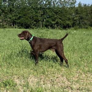 Harvesthills Paddy – Offered for Stud – UT 170 III